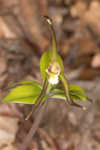 Large whorled pogonia